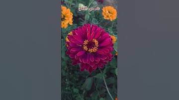 سورة الحجر القارئ اسلام صبحي #سورة_الحجر#اسلام_صبحي#chorts #قران_الكريم #explore #حالات_واتس