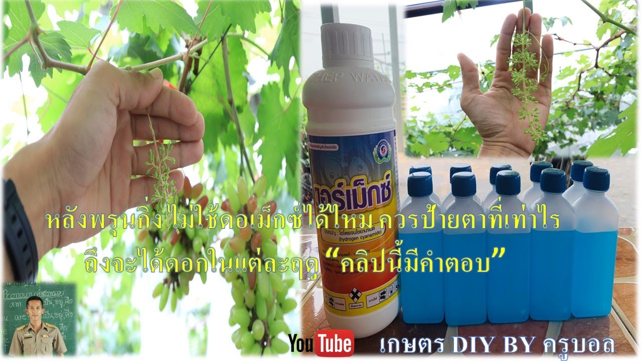 พรุนองุ่นเสร็จ ไม่ใช้ดอเม็กซ์ได้ไหม แล้วควรป้ายตาที่เท่าไรในแต่ละฤดูองุ่นถึงจะแทงช่อดอก