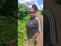 September Itawai Fika Kweli Tabithanzuki Dekush34 Comrade Longholiday 