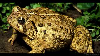 Pheeniks x Cert - FROG TYPE BEAT