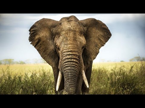 Video: Hvorfor Er Elefanter Bange For Mus?