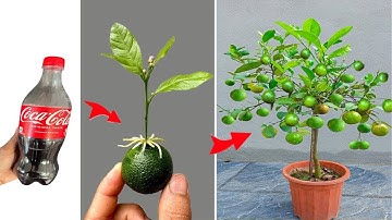 FUTURE TECHNIQUE propagating lemons with coca cola, extremely strong growth