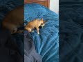 #зайка #чихуахуа #котопес #чихуавдоме #собакен