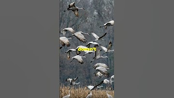 Migratory Marvels: How Animals Find Their Way! 🤔