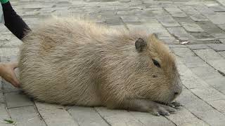 How To Pet A Capybara