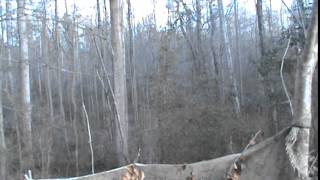 Deer hunting with a Springfield M1 Carbine 30 cal screenshot 5