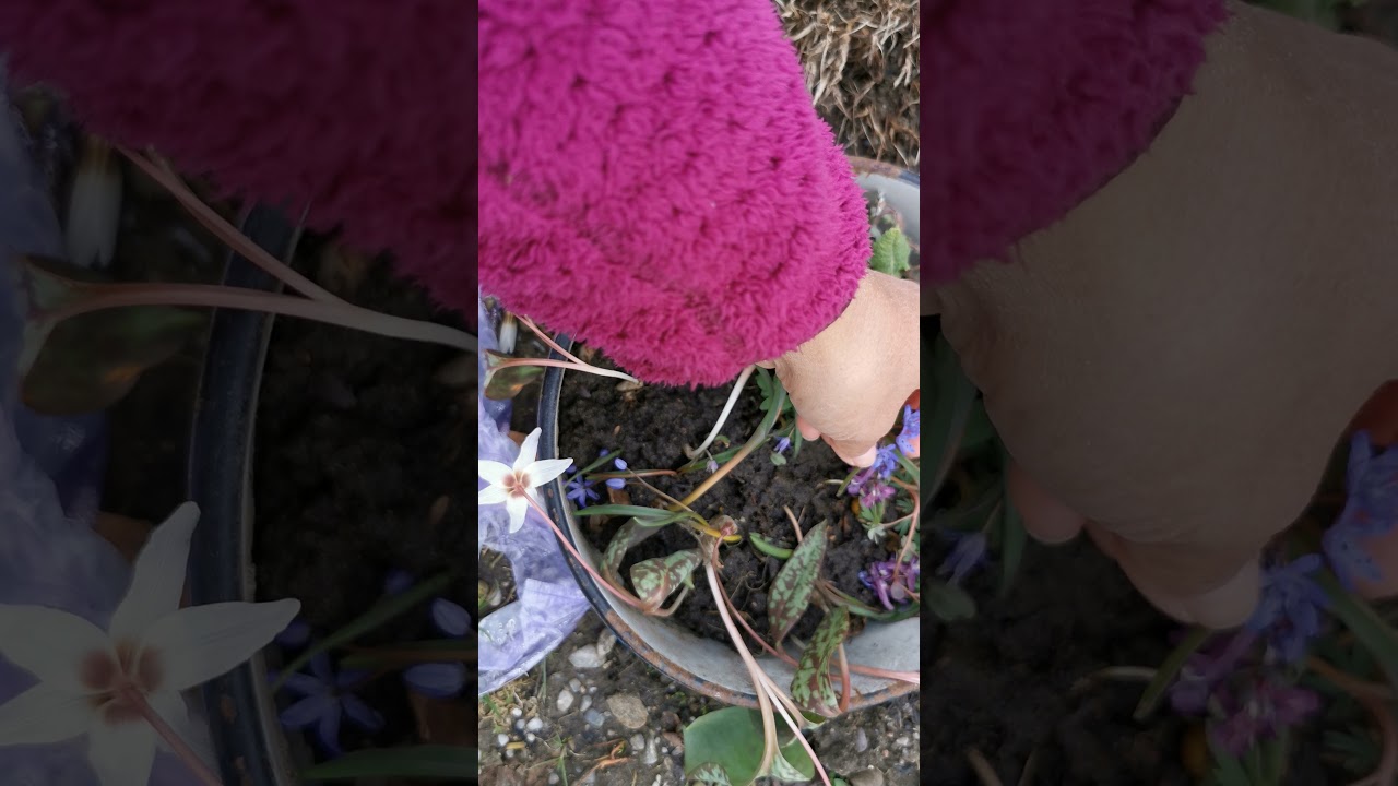 Proiect Zoe/răspândire flora spontana România (anemone, viorele, brebenei, măseaua ciutei, etc)