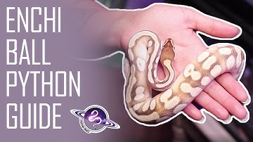 2021 ENCHI BALL PYTHON Guide