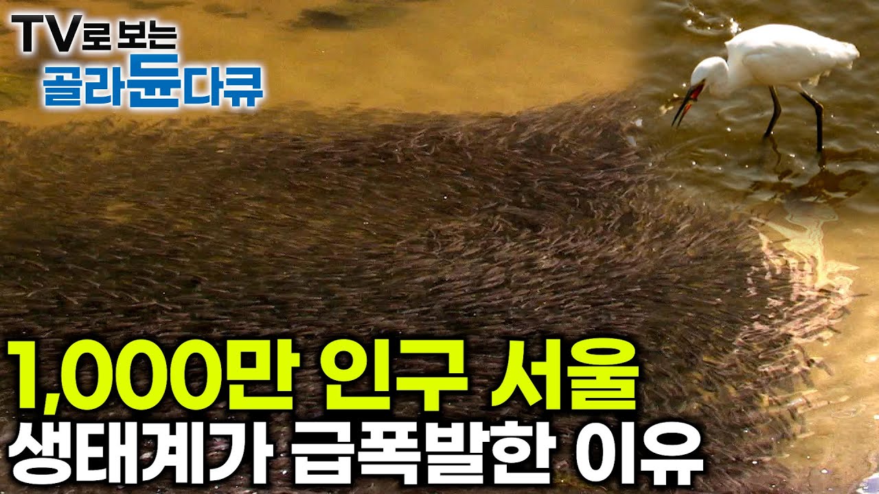 일본에서는 멸종했다는 수달부터, 다양한 멸종 위기종들이 찾는다는 서울 생태계 현 상황｜목동 자연 다큐멘터리｜#골라듄다큐