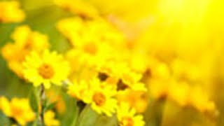 Funeral Services for Jewell Gilliland