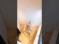 Taklu Mama Built a Compact Yet Luxury Dream Home || 3D Animation || #shorts