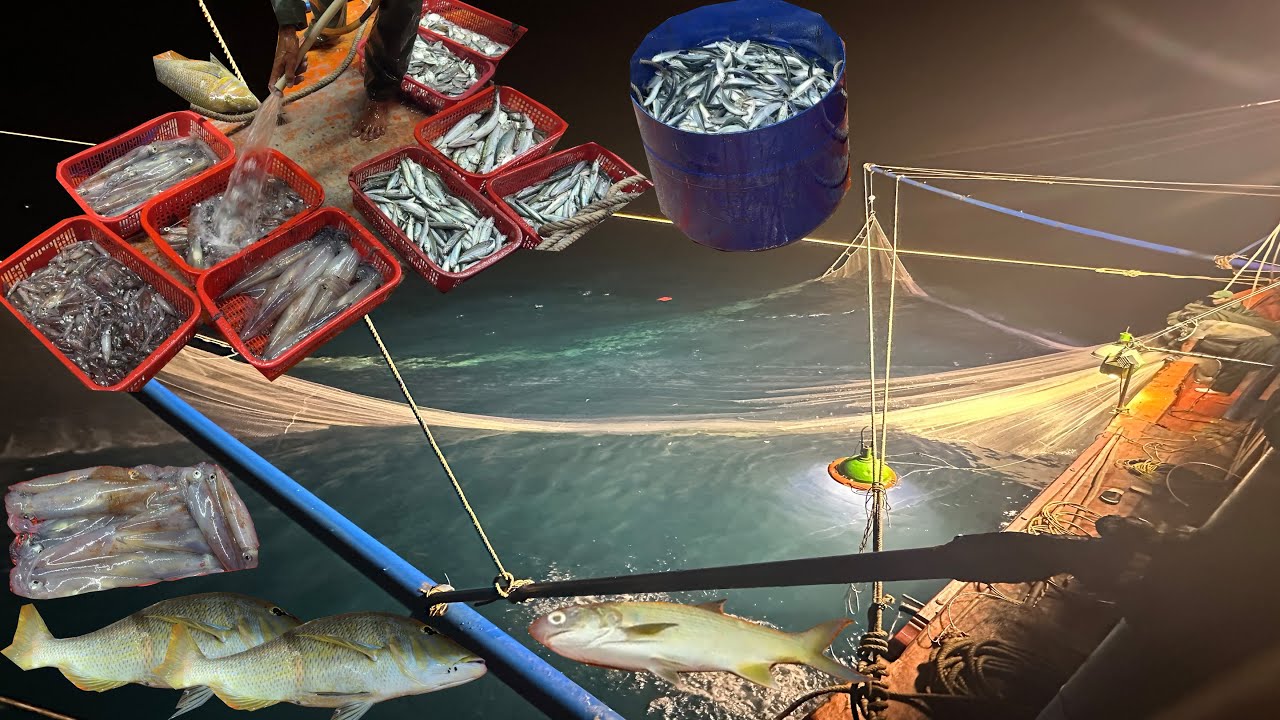 Mành Chụp A Châu Neo 2 Neo Đánh Điểm Mực Khủng Cá Rạn Cá Chợ Đắt Tiền - Dân Biển