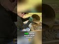 North Carolina's Hidden Treasure: Ruby & Sapphire Mine! #shorts