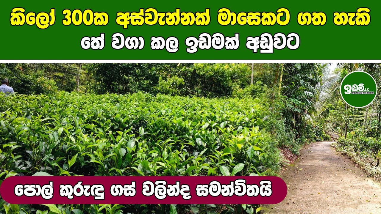 tea land sri lanka ceylon tea plucking in sri lanka tea land tea 