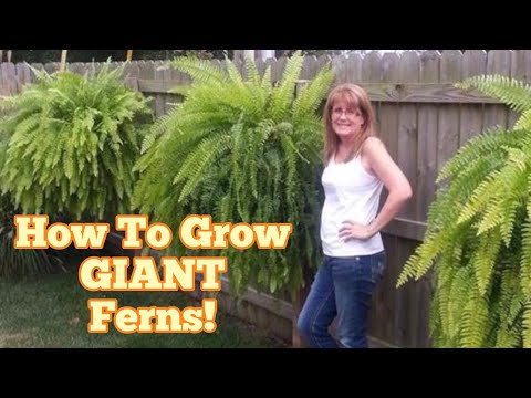 How I Grow Big Giant Ferns | Florida Fern Caterpillar | Channel Changes