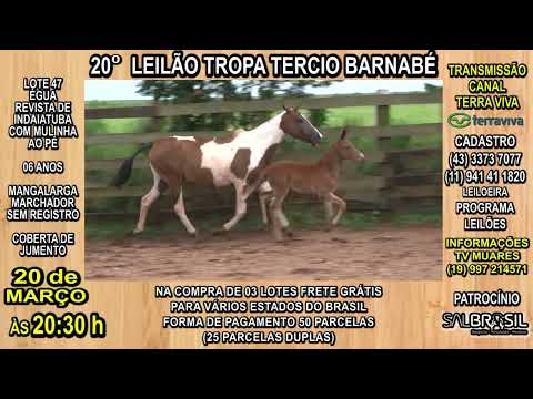 LOTE 47 - 20° LEILÃO TROPA TERCIO BARNABÉ