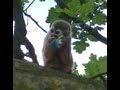 LOL: a squirrel monkey trying to eat a dummy