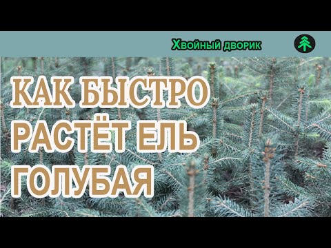 Как быстро растёт ель колючая голубая?Годовой прирост ели голубой!