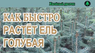 Как быстро растёт ель колючая голубая?Годовой прирост ели голубой!