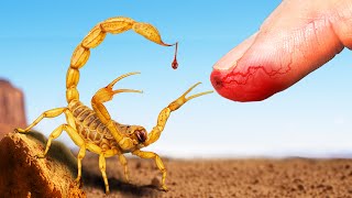 STUNG by America's Deadliest Scorpion!