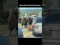 Bisons Block the Road In Yellowstone.