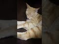 Cat sleeping funny shorts trending viral