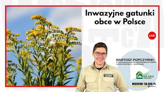 Inwazyjne gatunki obce w Polsce cz.1 / Bartosz Popczyński