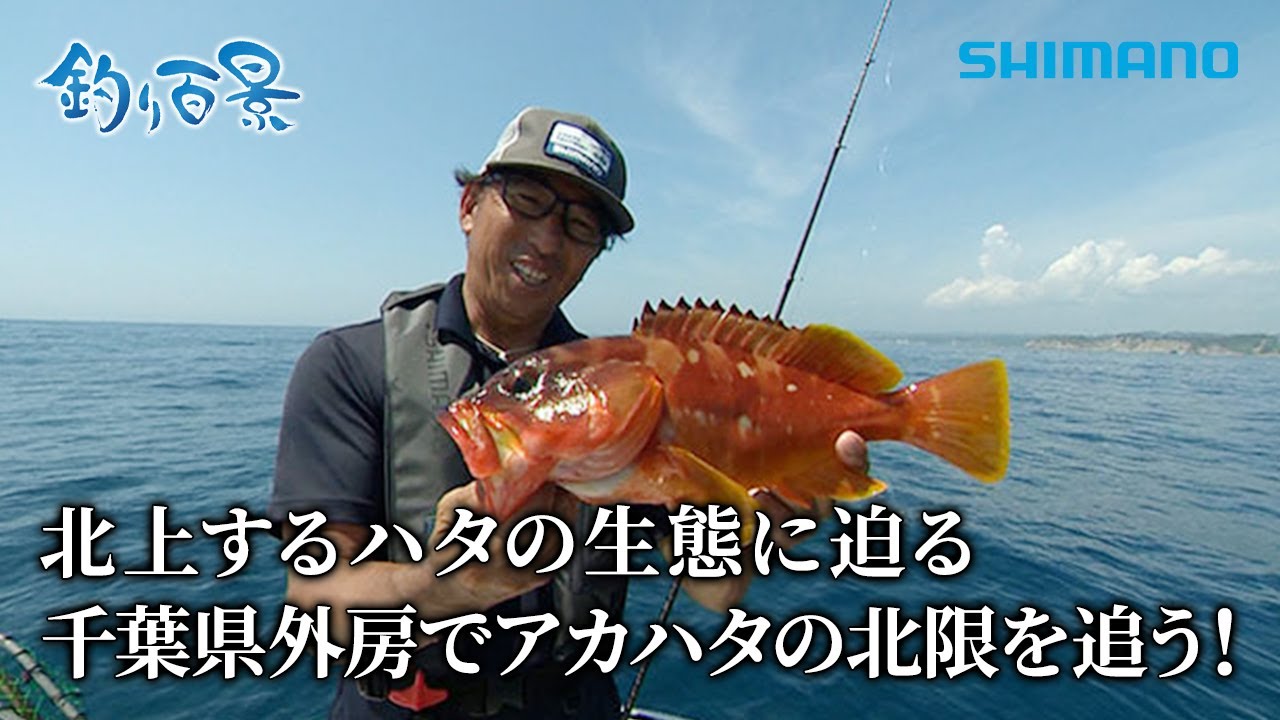 【釣り百景】#602 北上するハタの生態に迫る 千葉県外房でアカハタの北限を追う！