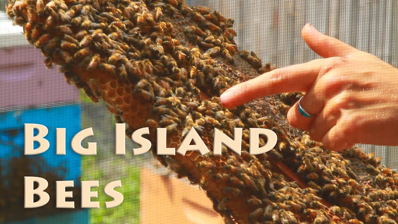 Beekeeping in Hawaii Big Island Bees YouTube