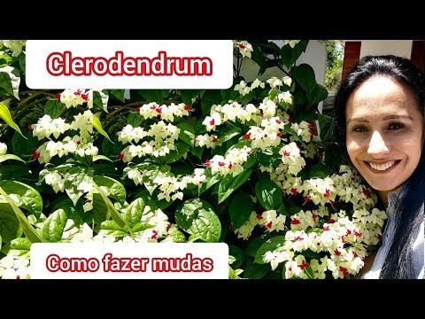 Video: Clerodendrum Genial