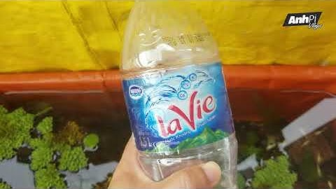 ĐIỀU QUAN TRỌNG ĐỂ NUÔI CÁ KHOẺ MẠNH MÀ THƯỜNG AI CŨNG BỎ QUA | Guppy Diary #102