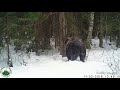 Бурый медведь идет ложиться в берлогу / Brown bear before denning