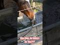 I Can't Ever Fill Waters In Peace! Gets More and more funny the more you watch! Horse's Are Obsessed