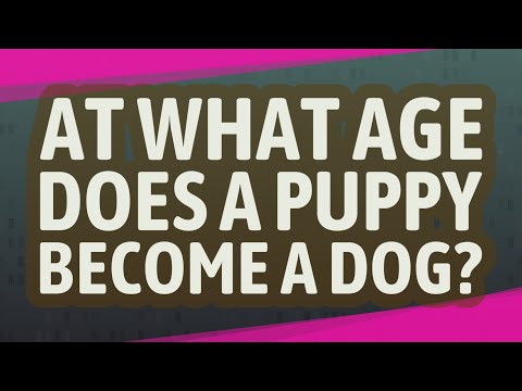 वीडियो: जब कुत्ते वयस्क हो जाते हैं?