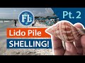 Lido beach dredge pile shelling pt 2 seashells florida lidobeach shell hunting continued 