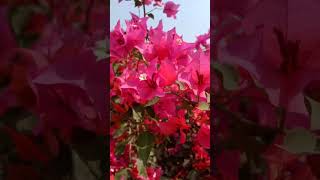 Beautiful Flower Kar Agomon