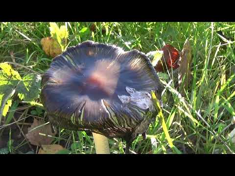 Gregor Daniel - "FREE LIKE THE WIND" - Cello Musik - Herbstwälder - Wanderungen - Teutoburger Wald
