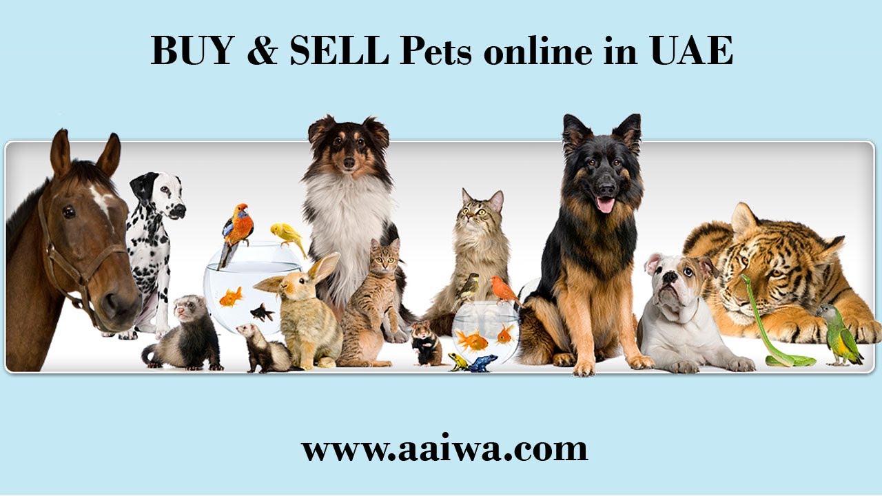 Buy and Sell Pets in UAE Post Free ads for Pets in Dubai