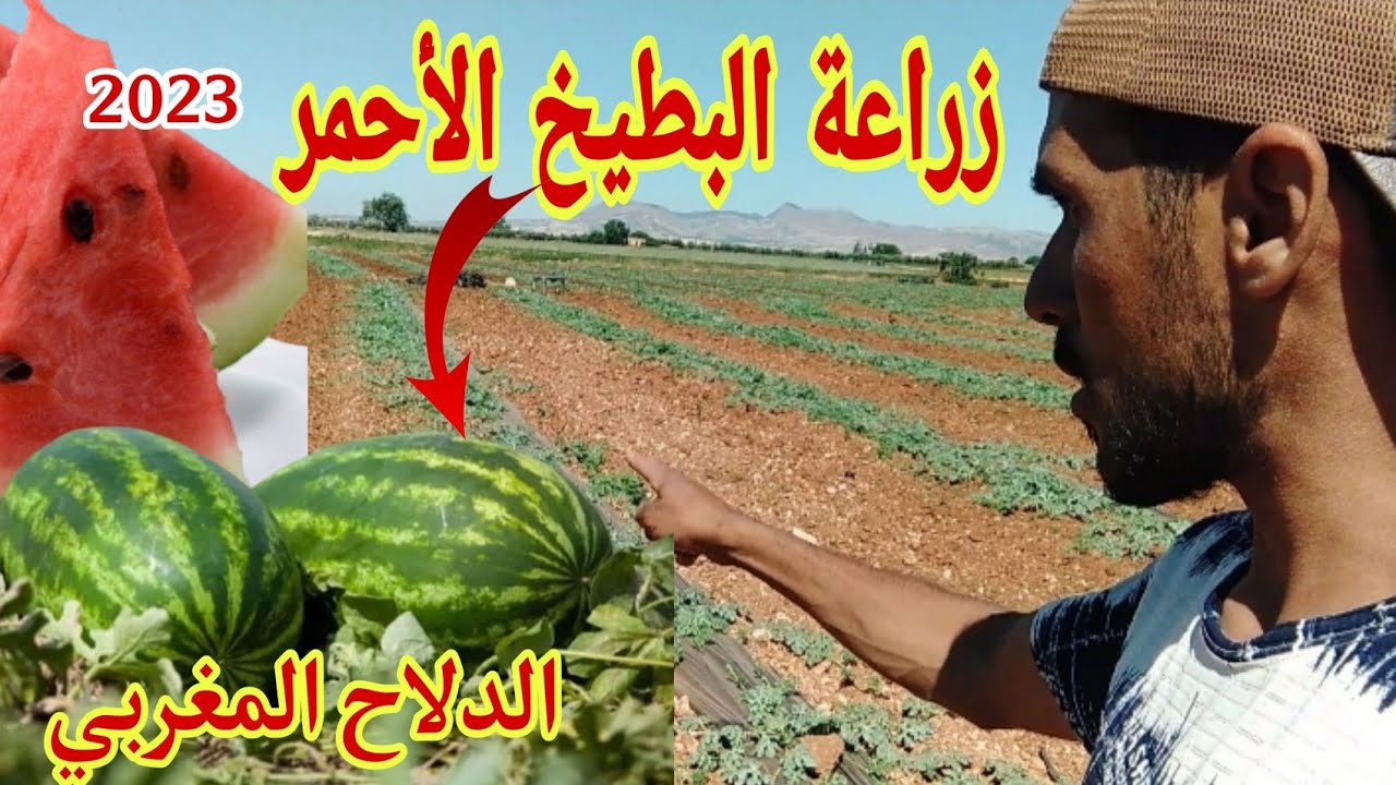 زراعة البطيخ الأحمر صنف الدلتا الدلاح المغربي - YouTube