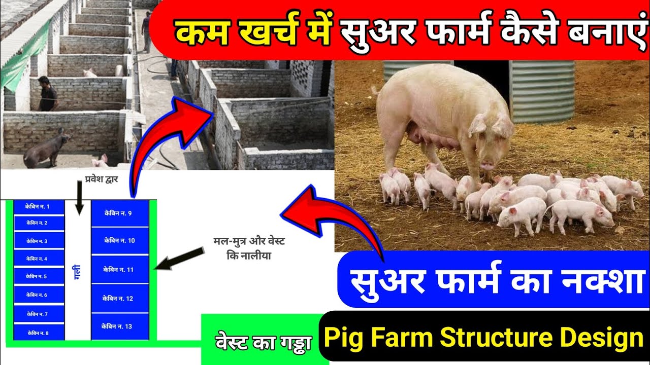 Pig Farm shed structure. Pig Farming in India. Pig farming for beginners. Pig farm map.