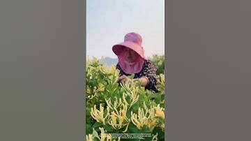Thumbnail of Harvesting Honeysuckle Under the Morning Sun