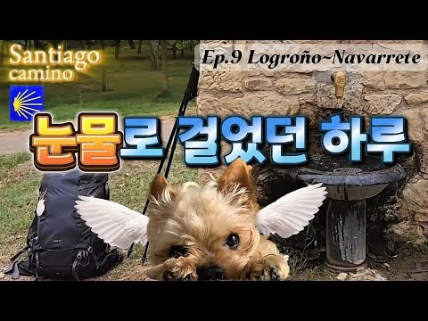 50대 나홀로 순례길 Ep.9🇪🇸 로그로뇨-나바레떼/ 내 갈비뼈 통증/ 무지개다리 너머의 나의 리오/ 눈물길/ 앞뒤로 백팩 두 개/ 그 와중에 맛있는 초리조와 올리브