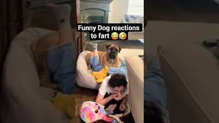 Ranking Funny Dog reactions to fart 😂🤣 #ytshorts #youtubeshorts #trending #shorts