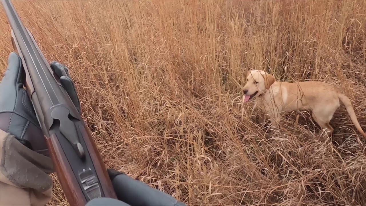 110919 Pheasant Hunt 