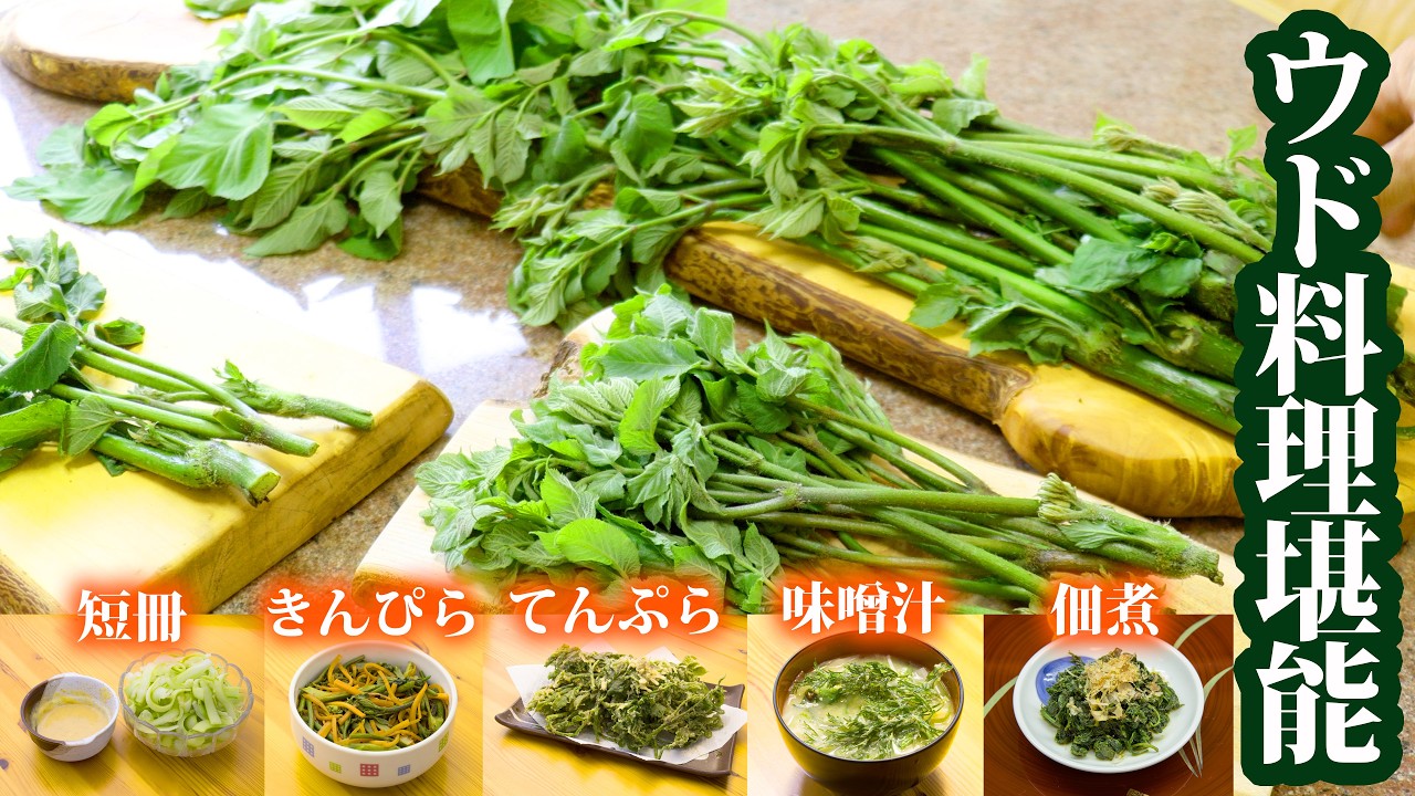 天然山菜ウド料理堪能! Long ver.ゴールデンウイーク以降が収穫時期