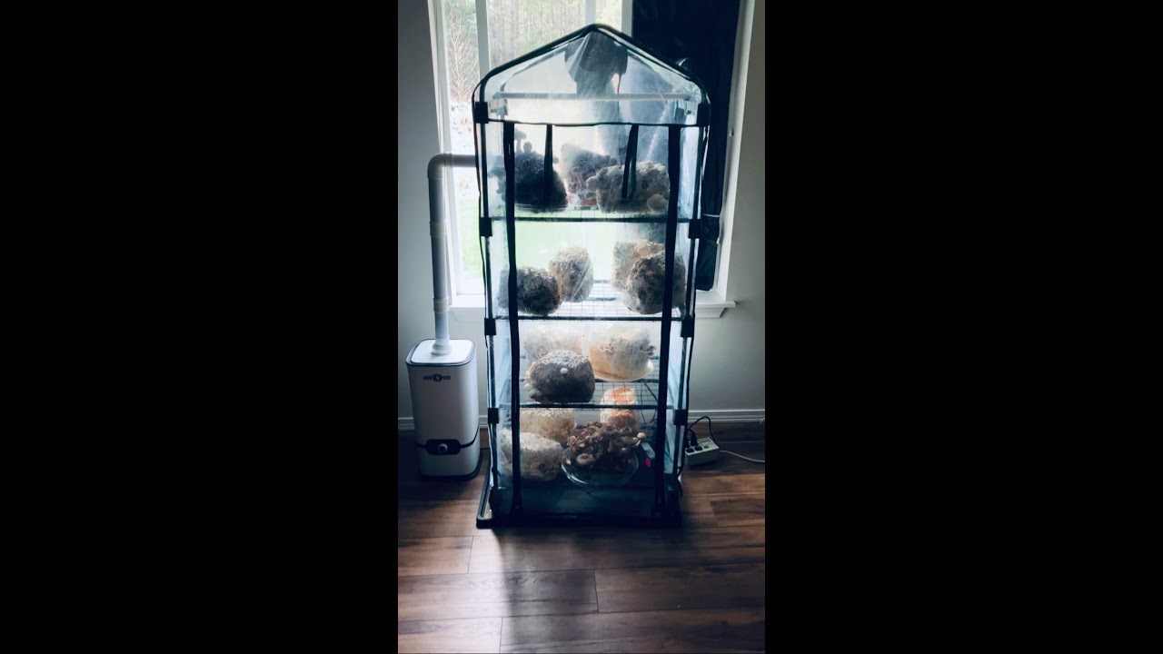 automated-martha-tent-setup-for-home-mushroom-grow-small-scale