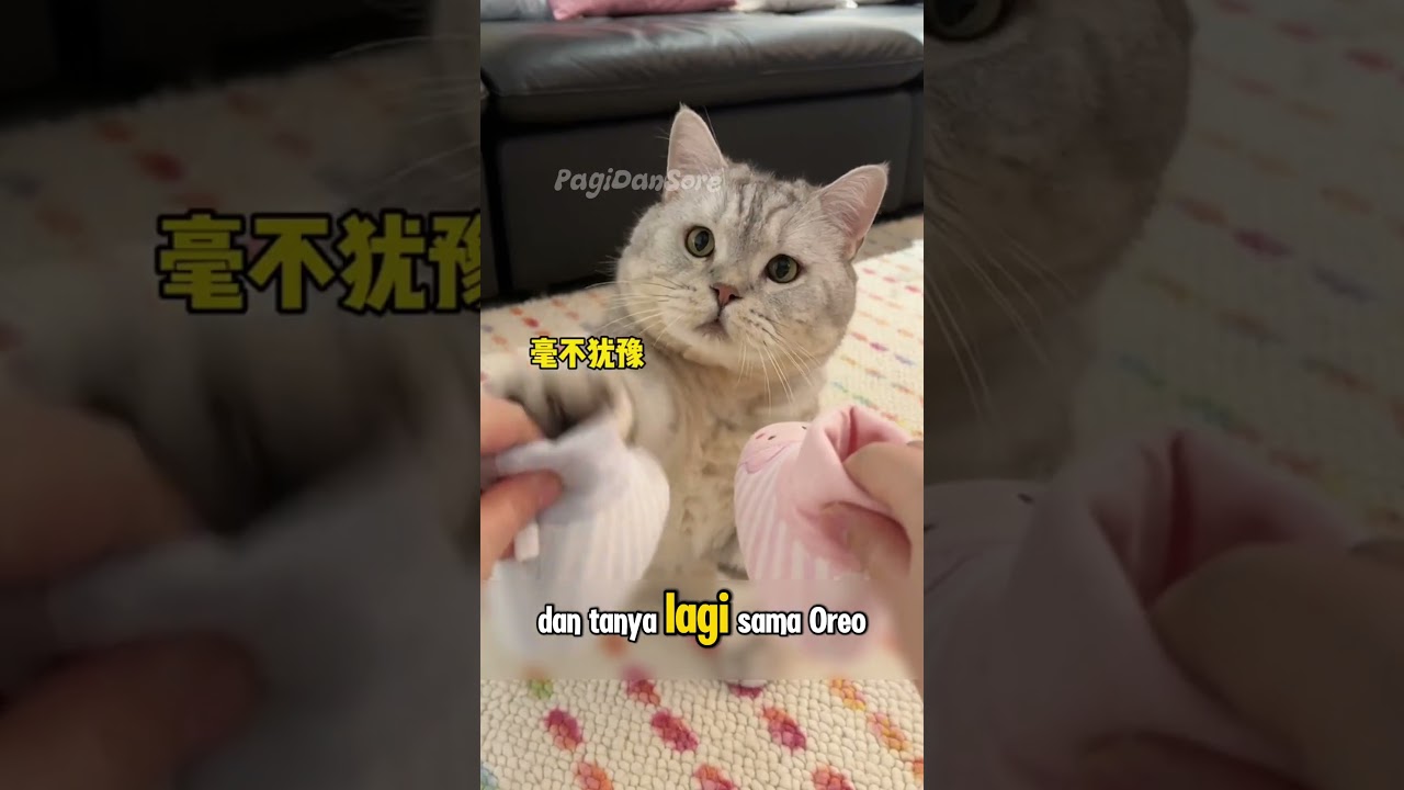 B4bu Melahirkan Oreo Senang 😂 