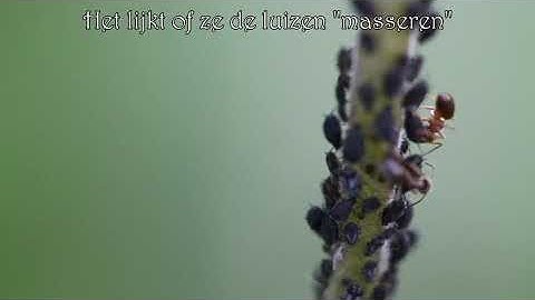 1 minuut natuur: mieren en bladluizen - ants and aphids - fourmis et pucerons - Ameisen & Blattläuse