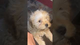 dogs videos compilation Funny dogs compilation Cute and Funny Dog Videos Compilation #pethub #dog