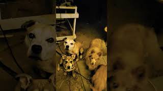 Early Morning Full Moon Missed The Pups Transform?